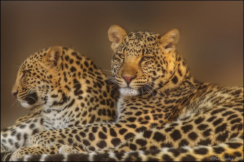 Two Leopards Resting — Brown, Calm, Photograph, Leopard