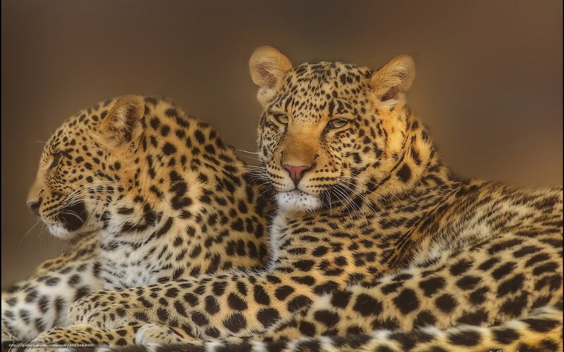 Two Leopards Resting — Brown, Calm, Photograph
