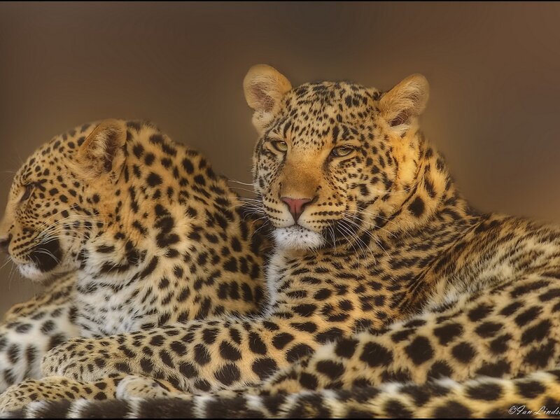 Two Leopards Resting — Brown
