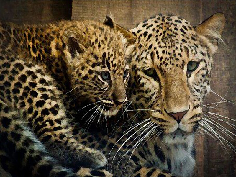 Two Leopards Resting