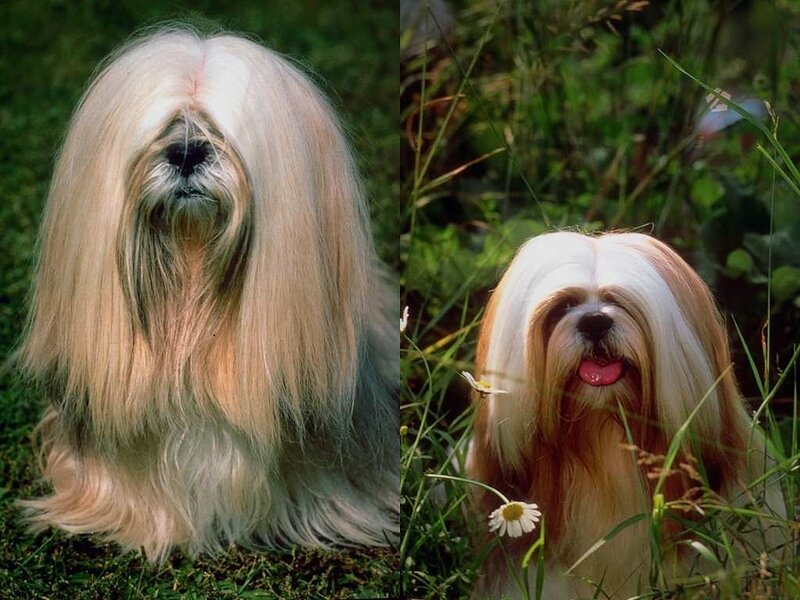 Two Lhasa Apso Dogs