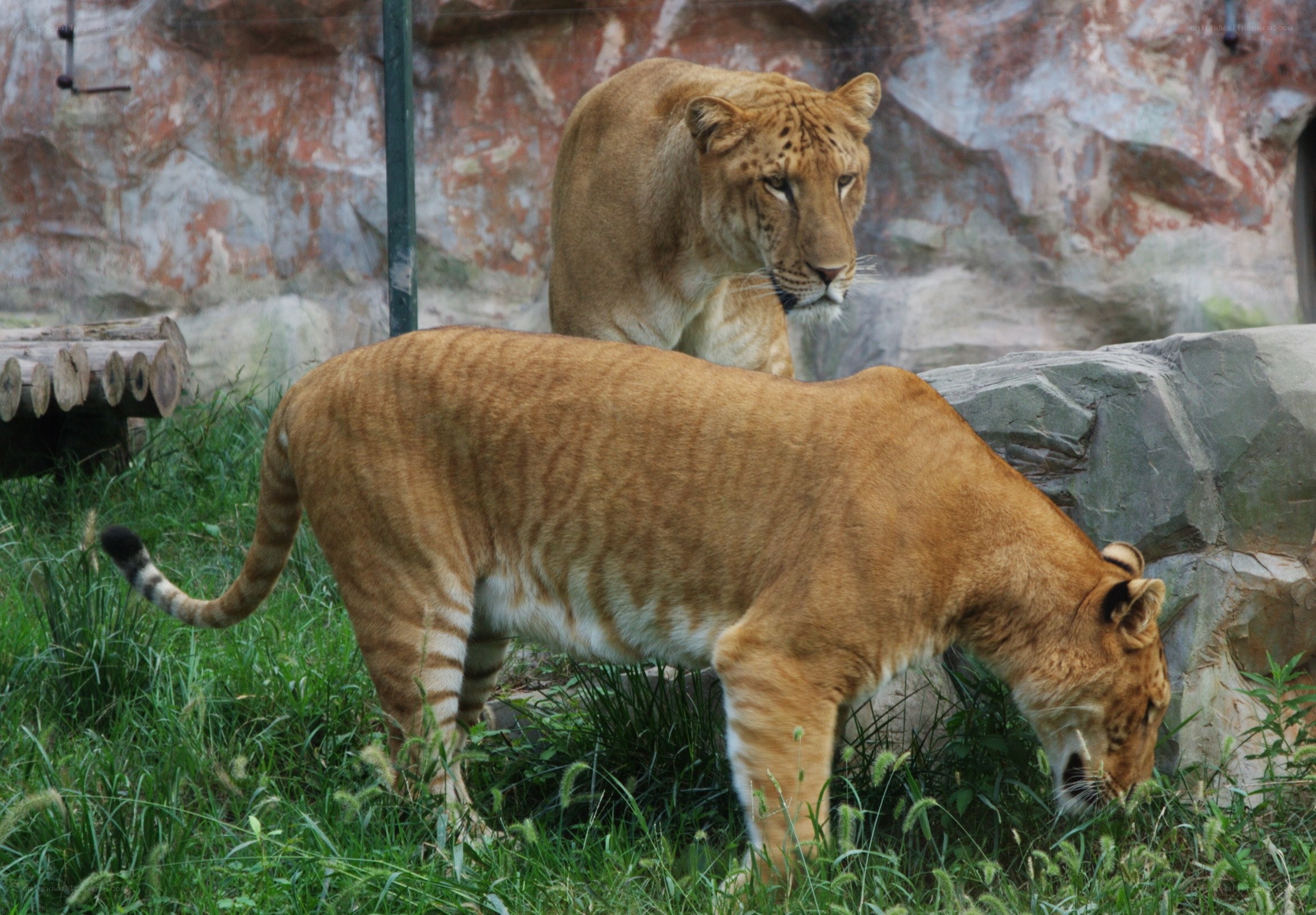 two liger cubs in enclosure