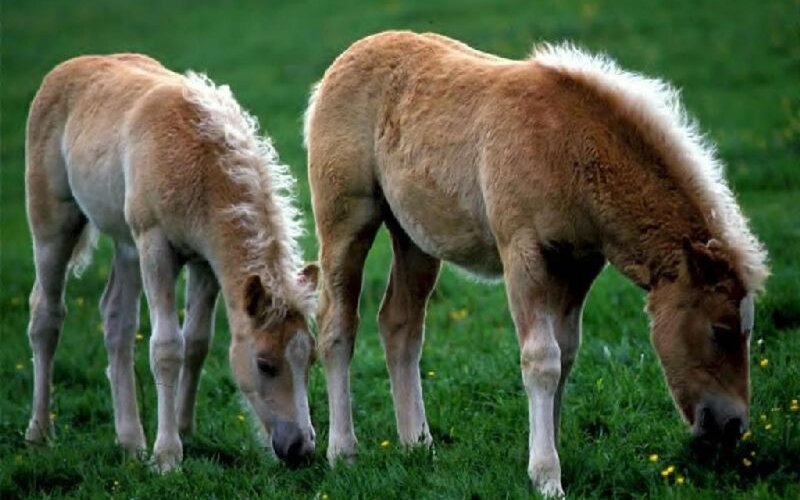 Two Light Brown Foals — Green, Calm