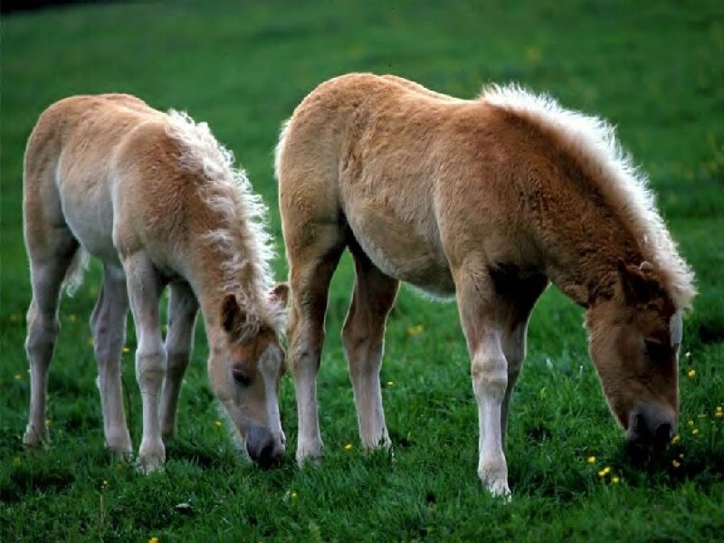 Two Light Brown Foals — Green