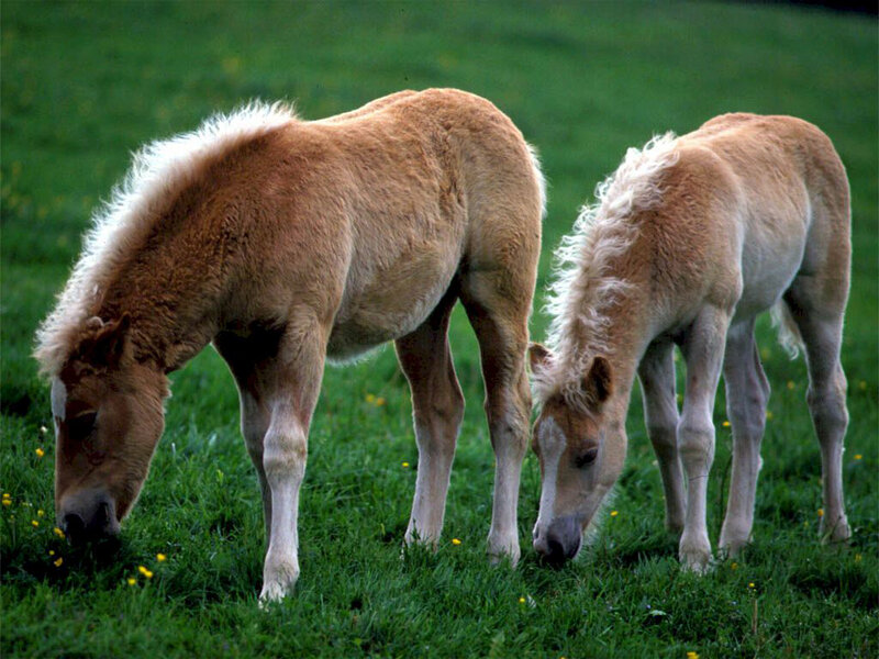 Two Light Brown Foals