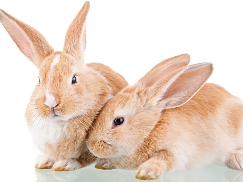 Two Light Brown Rabbits