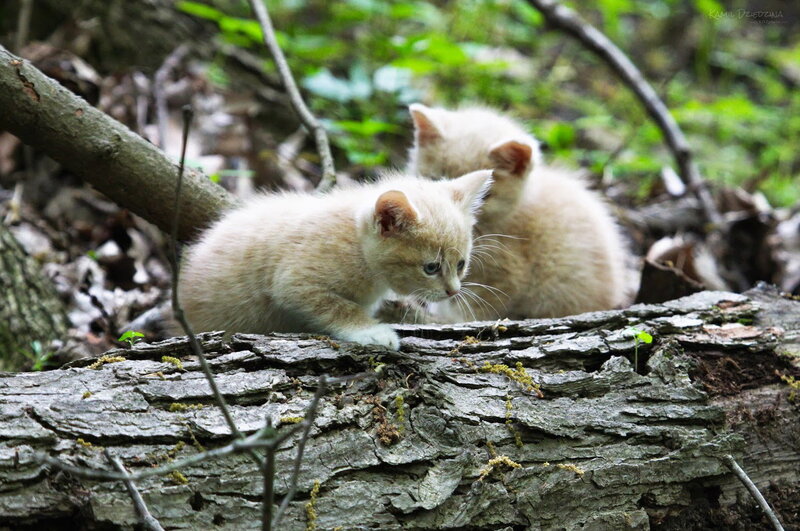 Two Light-colored Kittens — Beige