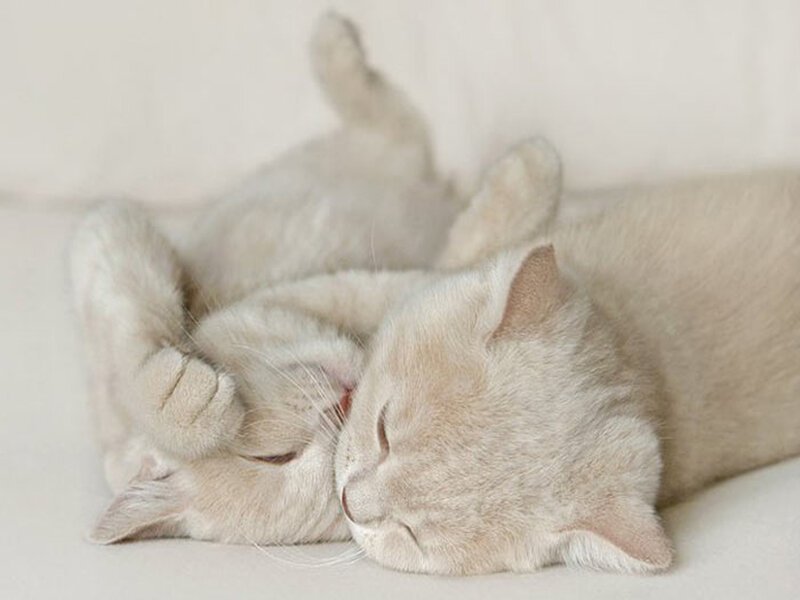 Two Light-colored Kittens