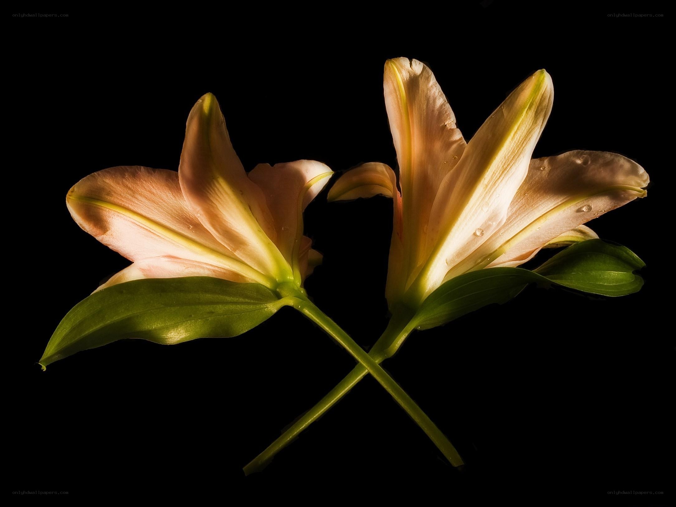Two lilies on black background