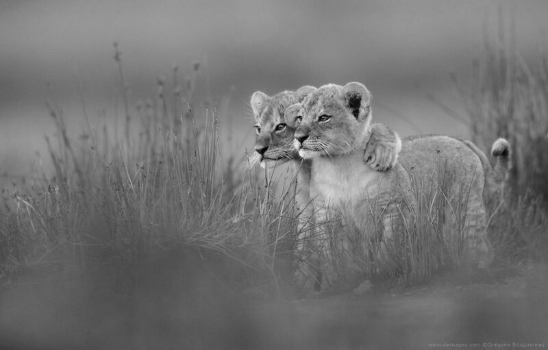 Two Lion Cubs — Black
