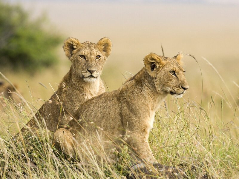 Two Lion Cubs — Brown, Calm, Afternoon, Photograph, Grass