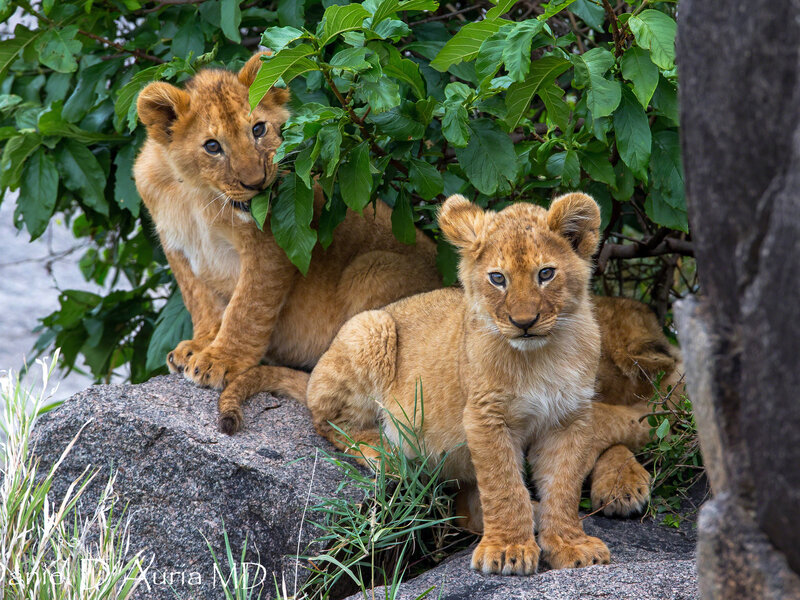 Two Lion Cubs — Brown, Calm, Afternoon, Photograph, Rocks