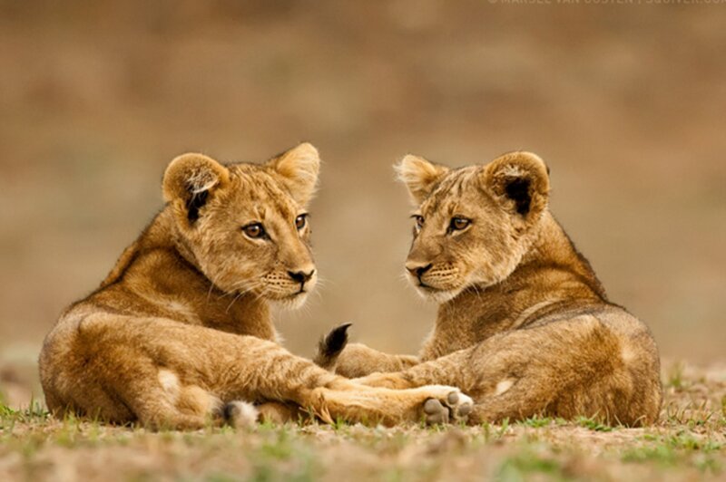 Two Lion Cubs — Brown, Calm, Afternoon, Photograph
