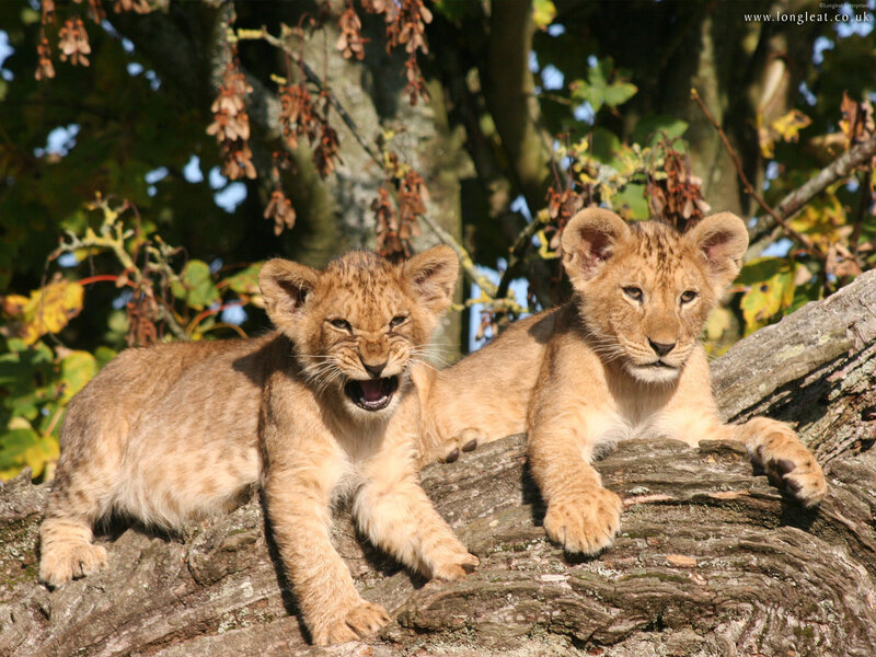 Two Lion Cubs — Brown, Calm, Afternoon