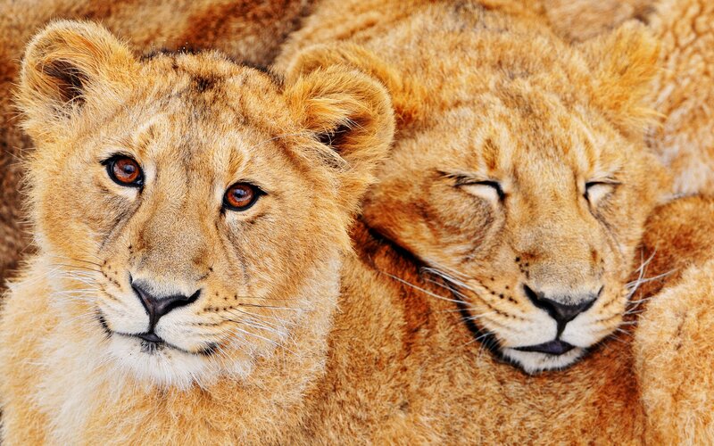 Two Lion Cubs — Brown, Calm, Photograph, Fur, Tan