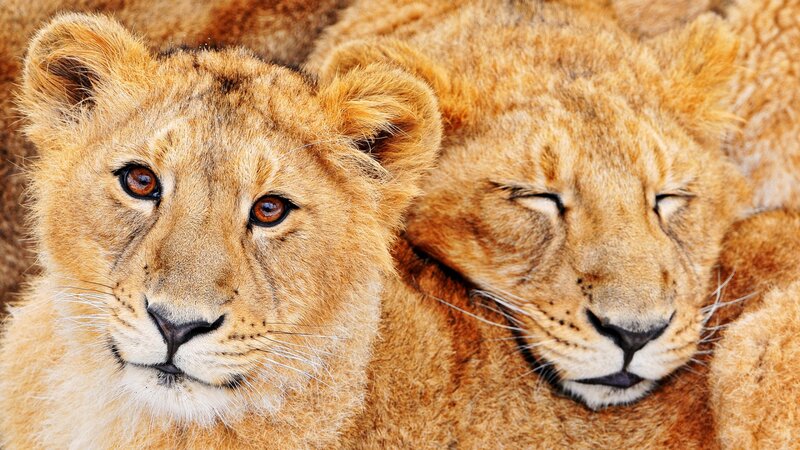 Two Lion Cubs — Brown, Calm, Photograph, Fur