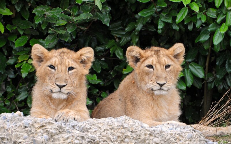 Two Lion Cubs — Brown, Calm, Photograph, Leaves