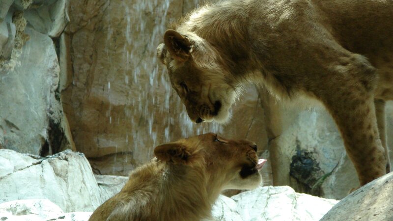 Two Lion Cubs — Brown, Calm, Photograph, Rocks