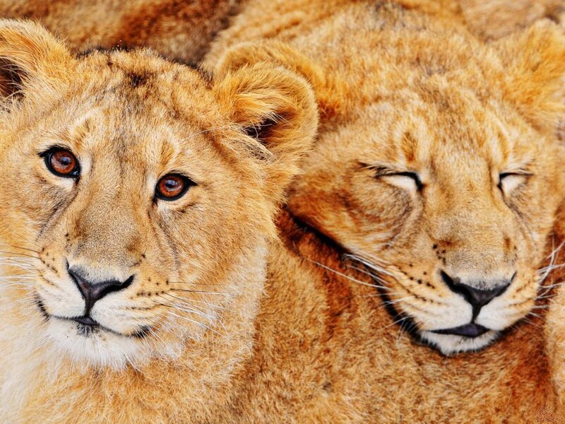 Two Lion Cubs — Brown, Calm, Photograph