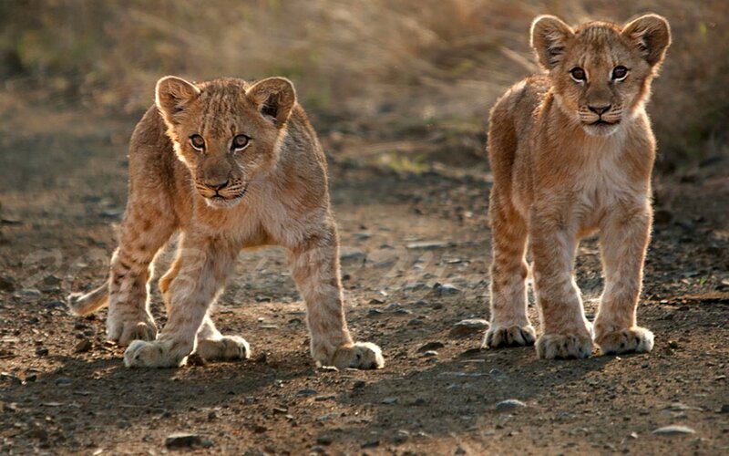 Two Lion Cubs — Brown, Calm, Sunset, Photograph