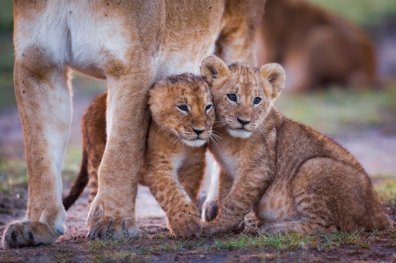 Two Lion Cubs — Brown, Calm, Sunset
