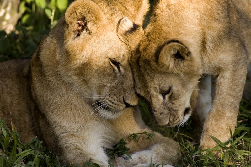 Two Lion Cubs — Brown, Calm