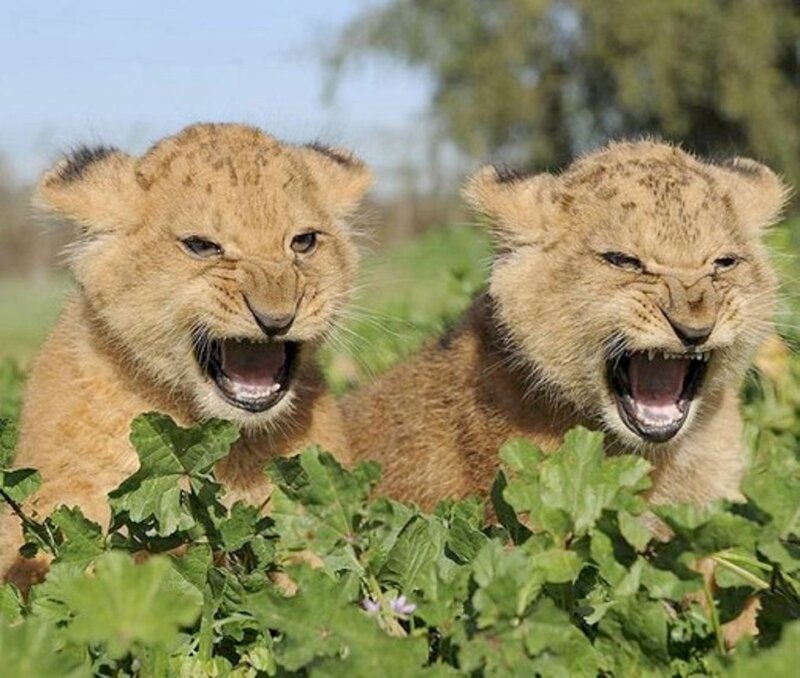 Two Lion Cubs — Brown, Playful