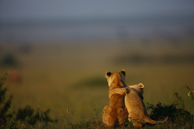 Two Lion Cubs — Brown