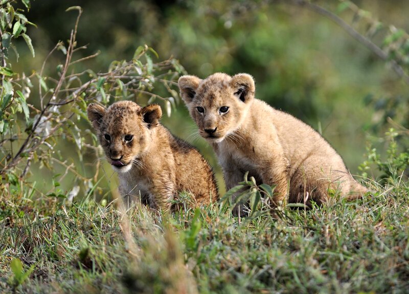 Two Lion Cubs — Green, Calm, Afternoon