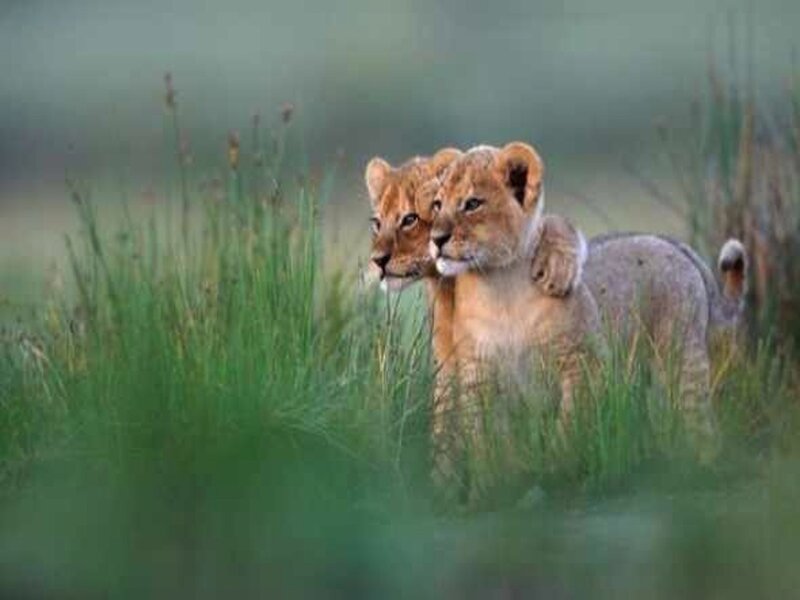 Two Lion Cubs — Green, Calm, Morning