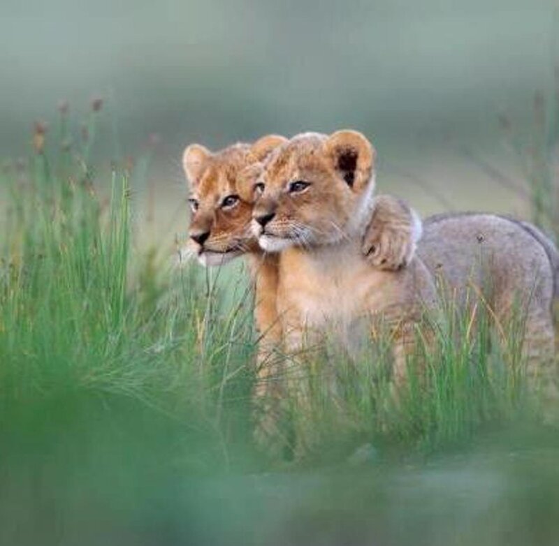 Two Lion Cubs — Green, Calm, Photograph