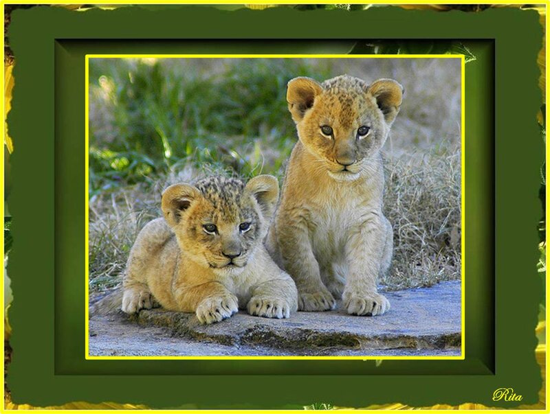 Two Lion Cubs — Green, Calm