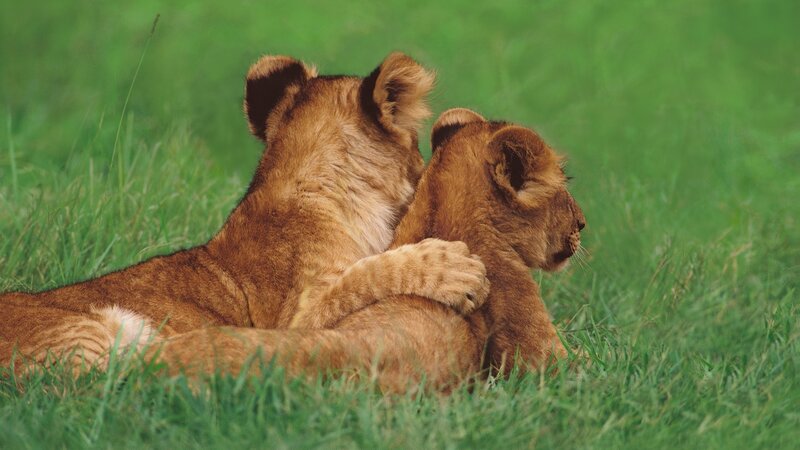 Two Lion Cubs — Green, Peaceful, Afternoon