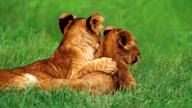 Two Lion Cubs — Green, Peaceful