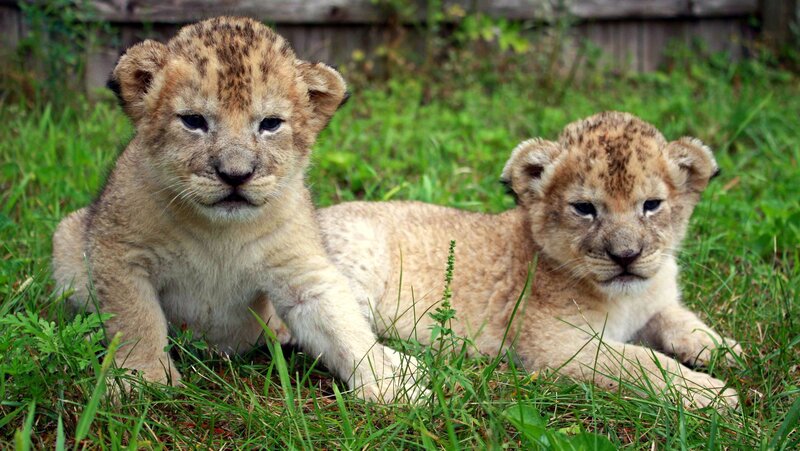 Two Lion Cubs — Green