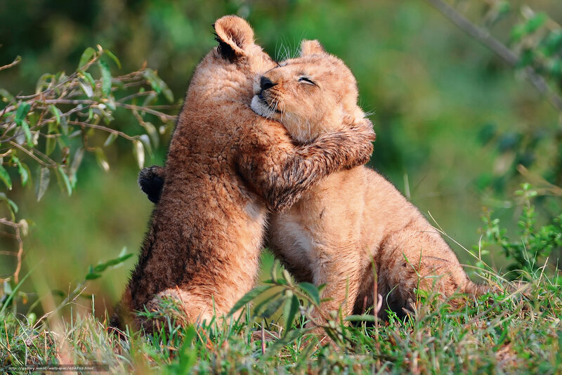 Two Lion Cubs Hugging — Brown, Playful, Afternoon, Photograph, Grass, Bushes