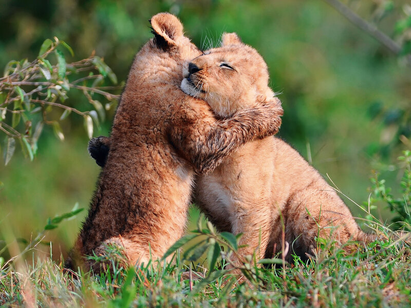 Two Lion Cubs Hugging — Brown, Playful, Afternoon