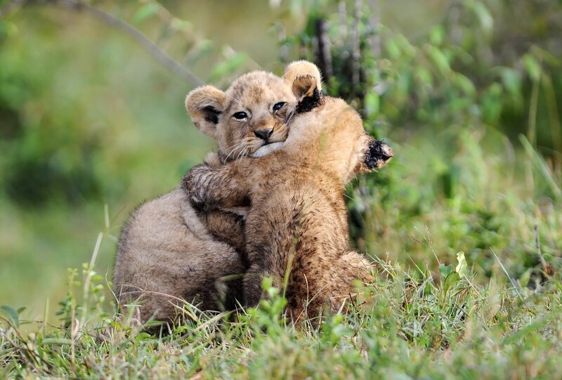 Two Lion Cubs Hugging — Brown, Playful