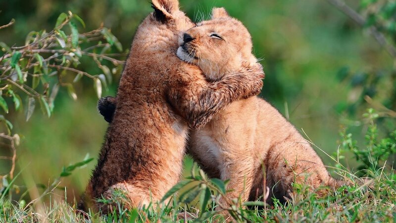 Two Lion Cubs Hugging — Green