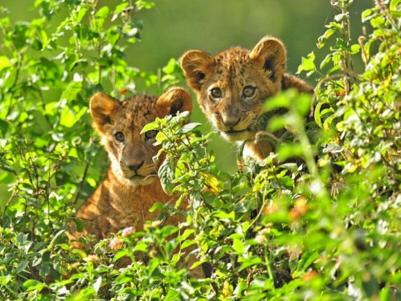 Two Lion Cubs in Bush