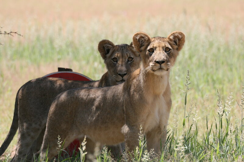 Two Lion Cubs in Grass
