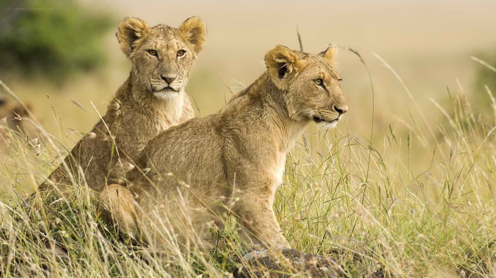 Two lion cubs in tall grass