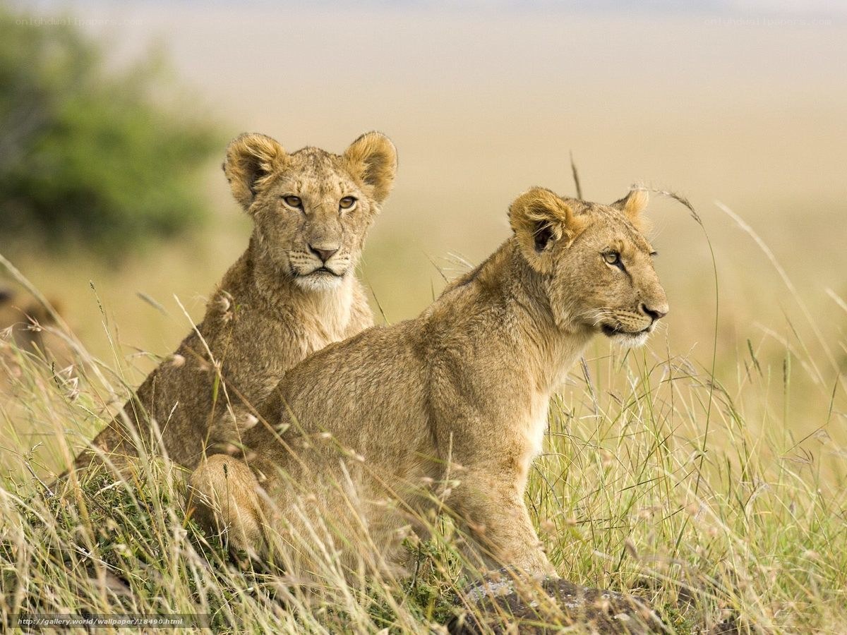 Two lion cubs in tall grass