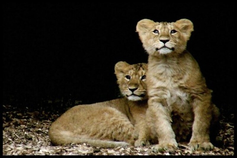 Two lion cubs in the dark