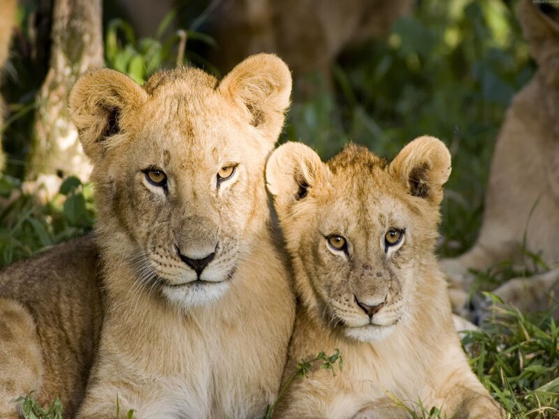Two lion cubs in the wild