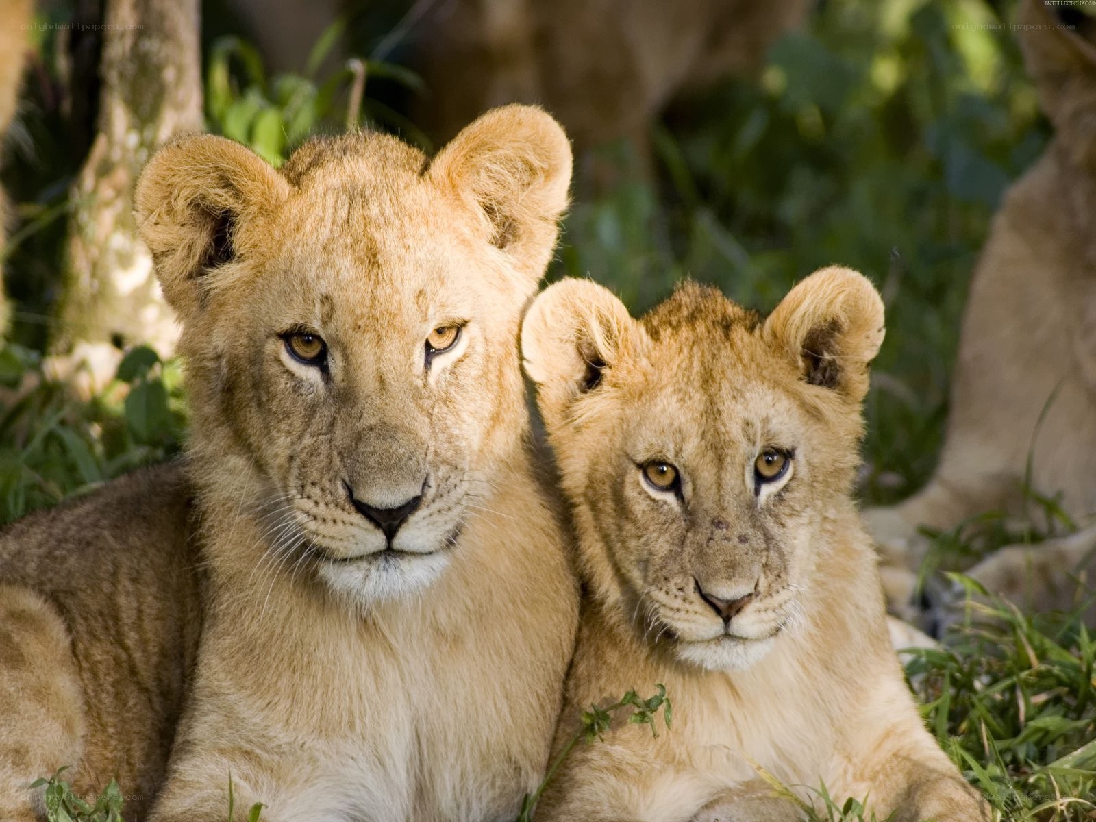 Two lion cubs in the wild