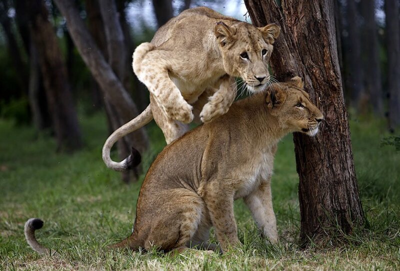 Two Lion Cubs Mating