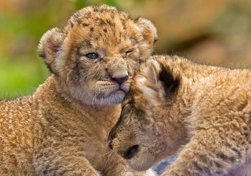 Two Lion Cubs Nuzzling