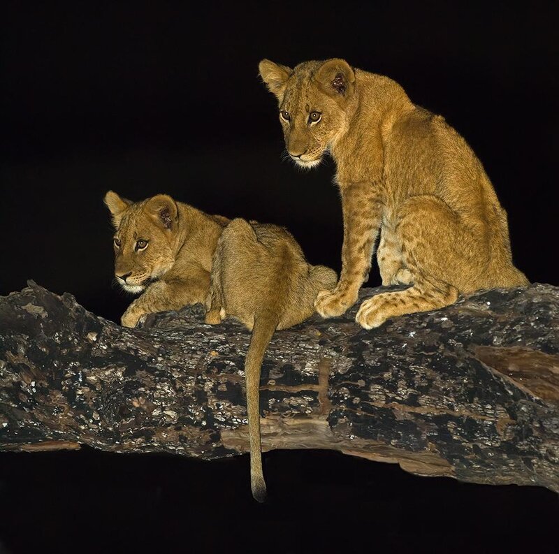 Two lion cubs on a log