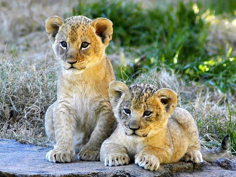 two lion cubs on a rock